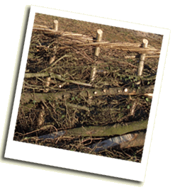 newly laid hedge