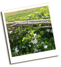 Hedge 2 months after laying