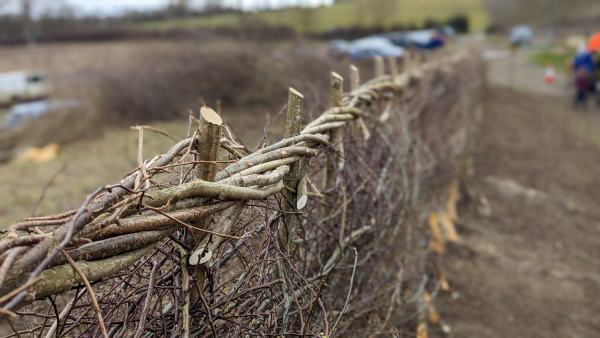 A managed hedge