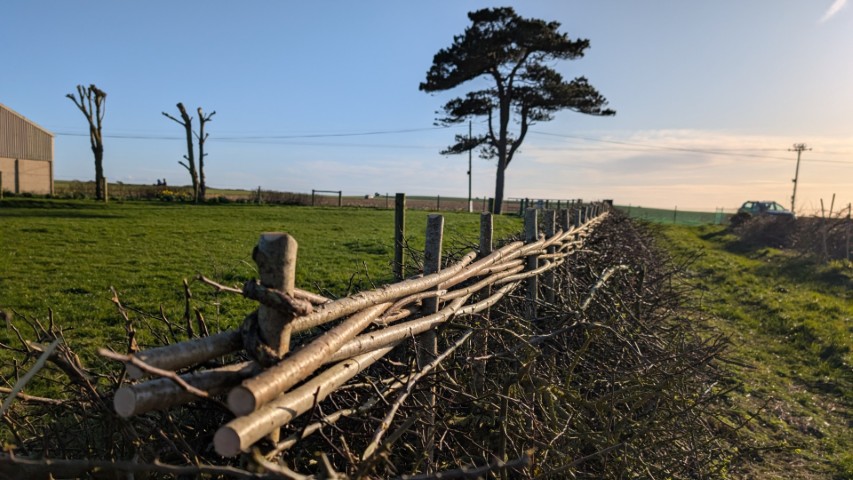 The finished hedge