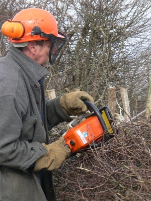A hedgelayer with a chainsaw