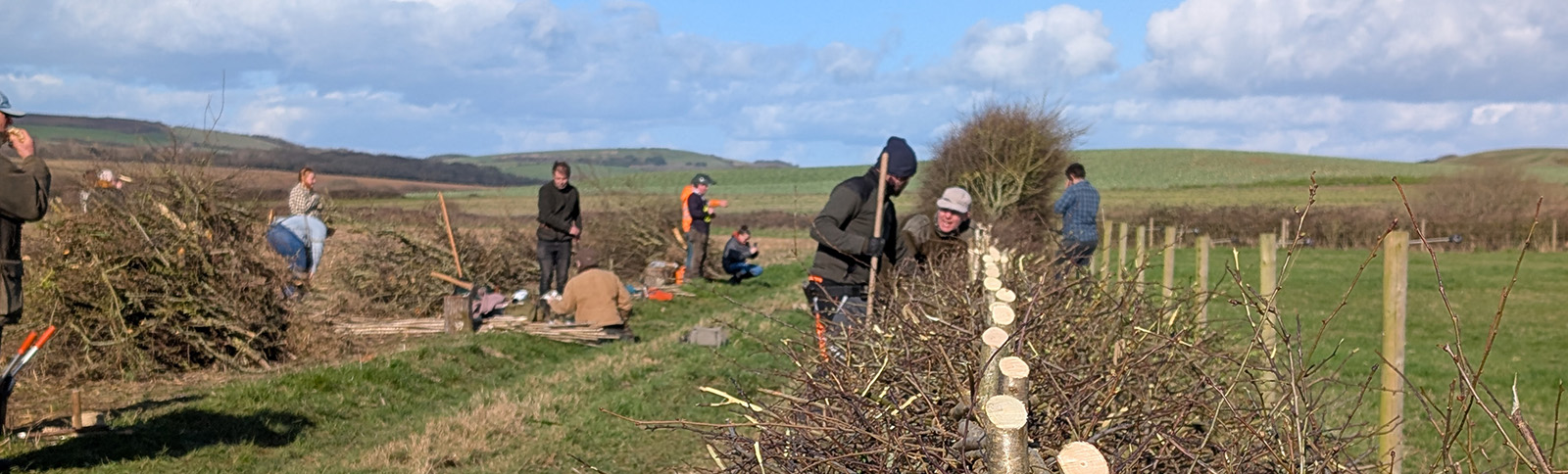The 2026 Isle of Wight Hedgelaying Competition at Atherfield Farm