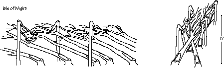 Hedgelaying in the Isle of Wight style