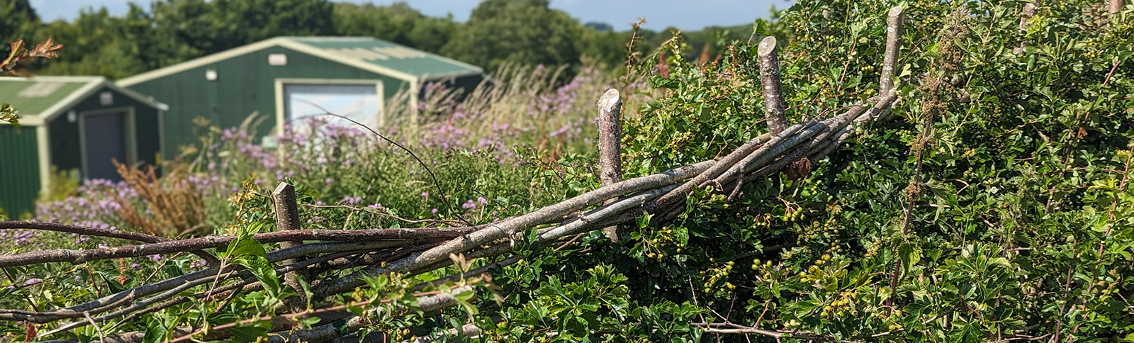 A hedge regrowing after laying